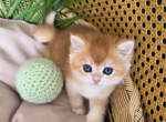 Benny - British Shorthair Kitten For Sale - TN&comma; US