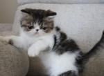 Kira - Exotic Kitten For Sale - Boiling Springs&comma; PA&comma; US
