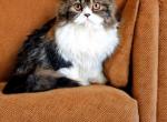 Tica calico doll face female - Persian Kitten For Sale - Woodburn&comma; IN&comma; US