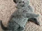 Aiylo - Scottish Straight Kitten For Sale - 