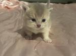 Luna - Munchkin Kitten For Sale - White Deer&comma; TX&comma; US