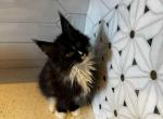 Lighting - Maine Coon Kitten For Sale - Plantation&comma; FL&comma; US
