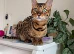 Caesar - Bengal Cat For Sale - Fort Worth&comma; TX&comma; US