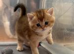 Oscar - British Shorthair Kitten For Sale - 