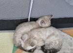 Light snow - Bengal Kitten For Sale - WA&comma; US