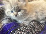 Butturcup the Ragamuffin - Ragamuffin Kitten For Sale - GA&comma; US