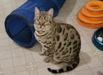 Melody - Bengal Cat For Sale - Los Angeles&comma; CA&comma; US