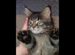 Trigger Maine Coon Male - Maine Coon Kitten For Sale - Mount Penn&comma; PA&comma; US