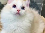Teddy - Ragdoll Kitten For Sale - 