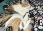 Tempura - Domestic Cat For Sale/Retired Breeding - Brighton&comma; CO&comma; US