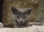 Russian Blues - Russian Blue Kitten For Sale - 