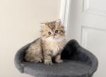 Female Scottish Straight - Scottish Straight Kitten For Sale - Orlando&comma; FL&comma; US