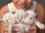 Siberian Babies - Siberian Cat For Sale - 