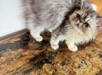 Celestial Jestin - Persian Kitten For Sale - Fort Worth&comma; TX&comma; US