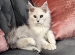 Theo - Maine Coon Kitten For Sale - La Porte&comma; IN&comma; US