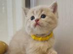 Prinz - Scottish Straight Kitten For Sale - 