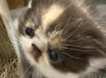 Persian chocolate calico - Persian Kitten For Sale - Palm Coast&comma; FL&comma; US