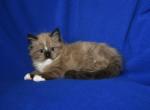 Razberrys litter - Ragdoll Kitten For Sale - WI&comma; US
