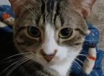 Star - Norwegian Forest Kitten For Adoption - Bronx&comma; NY&comma; US