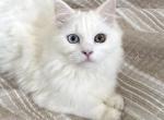 Beautiful Two Colored Eyed Kitten - Ragdoll Kitten For Sale - Beach Park&comma; IL&comma; US