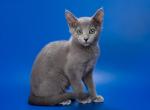 Russian Blue - Russian Blue Kitten For Sale - Las Vegas&comma; NV&comma; US