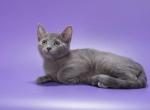 Russian Blue - Russian Blue Kitten For Sale - Los Angeles&comma; CA&comma; US