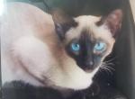 Bella - Siamese Cat For Sale - Meshoppen&comma; PA&comma; US