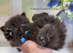 Portland Nike Scottish Straight Kitten - Scottish Straight Kitten For Sale - Portland&comma; OR&comma; US