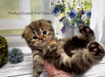 Portland Naomi Scottish Fold Kitty - Scottish Fold Kitten For Sale - Portland&comma; OR&comma; US