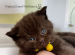 Portland Nova Scottish Straight Kitten - Scottish Straight Kitten For Sale - Portland&comma; OR&comma; US