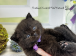 Portland Nesquik Scottish Straight Kitten - Scottish Straight Kitten For Sale - Portland&comma; OR&comma; US