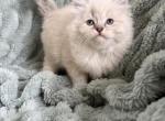 lynx mitted female - Ragdoll Kitten For Sale - Butler&comma; PA&comma; US