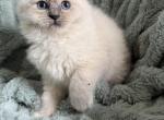 Tica blue point male - Ragdoll Kitten For Sale - Butler&comma; PA&comma; US