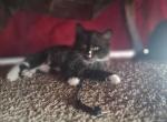 Juny - Domestic Kitten For Sale - College Park&comma; GA&comma; US