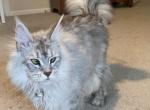 Nella - Maine Coon Cat For Adoption - Shawnee Mission&comma; KS&comma; US