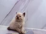 Amazing - Ragdoll Kitten For Sale - Cutler Bay&comma; FL&comma; US