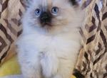 Ragdoll litter - Ragdoll Kitten For Sale - Clifton&comma; NJ&comma; US