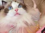 Bell - Ragdoll Cat For Sale - Irvine&comma; CA&comma; US