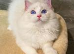 jenny queen - Ragdoll Kitten For Sale - Los Angeles&comma; CA&comma; US