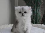 Jazmine - Scottish Straight Kitten For Sale - Henderson&comma; NV&comma; US