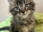Willie Nelson - Maine Coon Kitten For Sale - Salem&comma; OH&comma; US