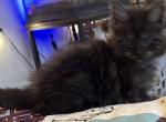 Hank - Maine Coon Kitten For Sale - Chouteau&comma; OK&comma; US