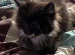 Harry - Maine Coon Kitten For Sale - Chouteau&comma; OK&comma; US