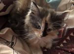 Holly - Maine Coon Kitten For Sale - Chouteau&comma; OK&comma; US