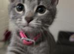 Fifi - Domestic Kitten For Adoption - MD&comma; US