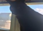 Tucker - Domestic Cat For Adoption - TX&comma; US
