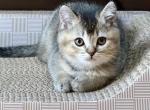 Duke - Scottish Straight Kitten For Sale - Woodstock&comma; GA&comma; US