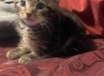 Babies - Domestic Kitten For Sale - Phila&comma; PA&comma; US