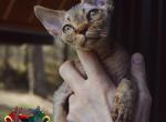 Prosciutto is PENDING PICK UP - Devon Rex Kitten For Sale - Spokane&comma; WA&comma; US