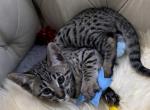 AVIVA stunning F6 Savannah kitten - Savannah Kitten For Sale - NY&comma; US